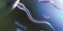 المادة التي خلق الله منها الإنسان