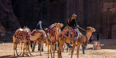 العلاج النبوي بأبوال الإبل وألبانها: فوائده وأدلته الشرعية