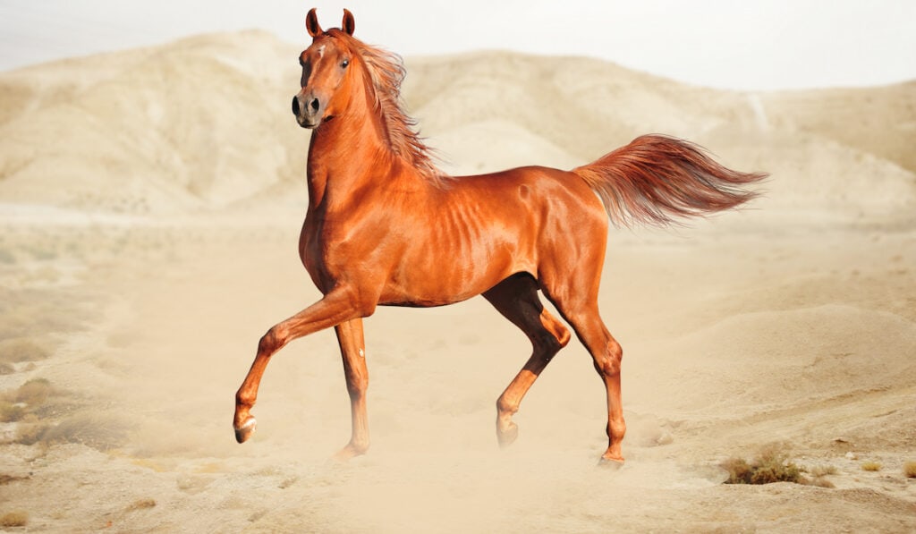 قصة سيدنا سليمان مع الخيل