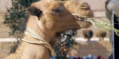 سر تناول الجمل للأشواك