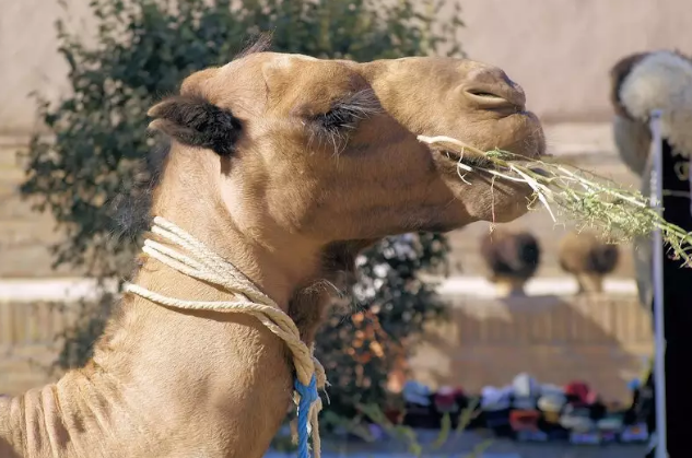 سر تناول الجمل للأشواك