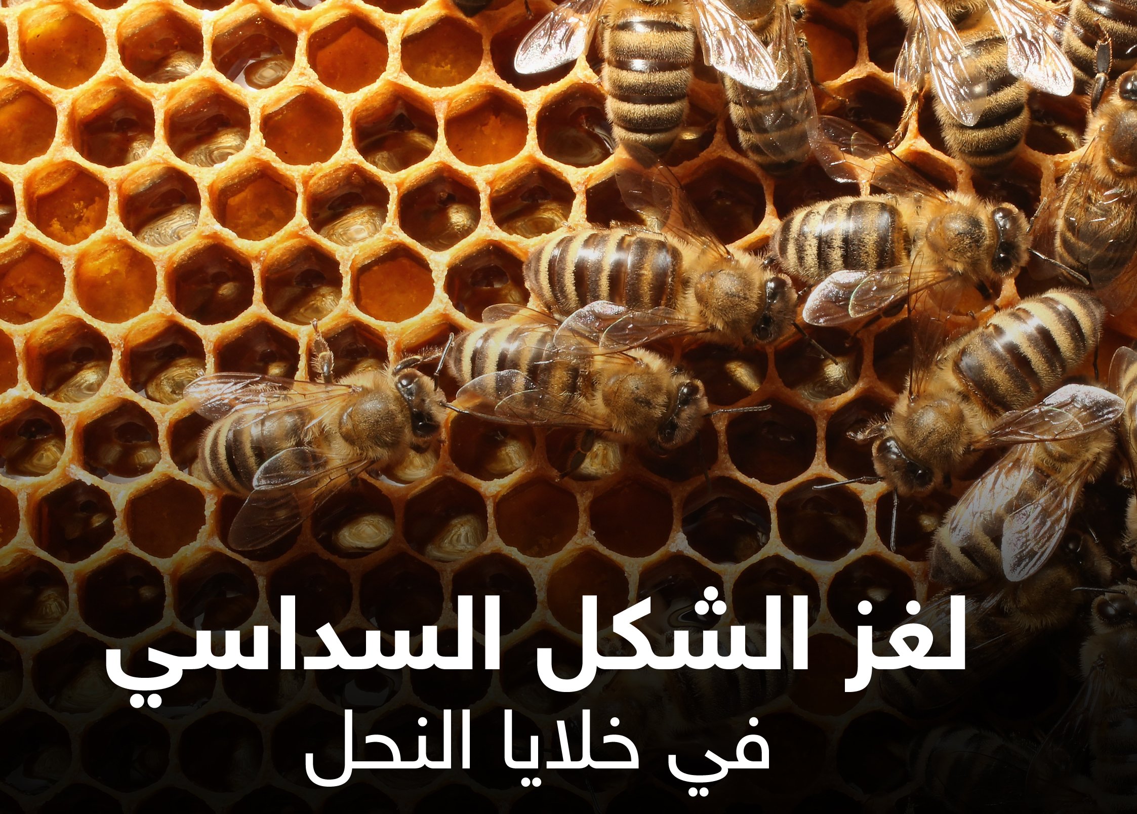 النحل والشكل السداسي