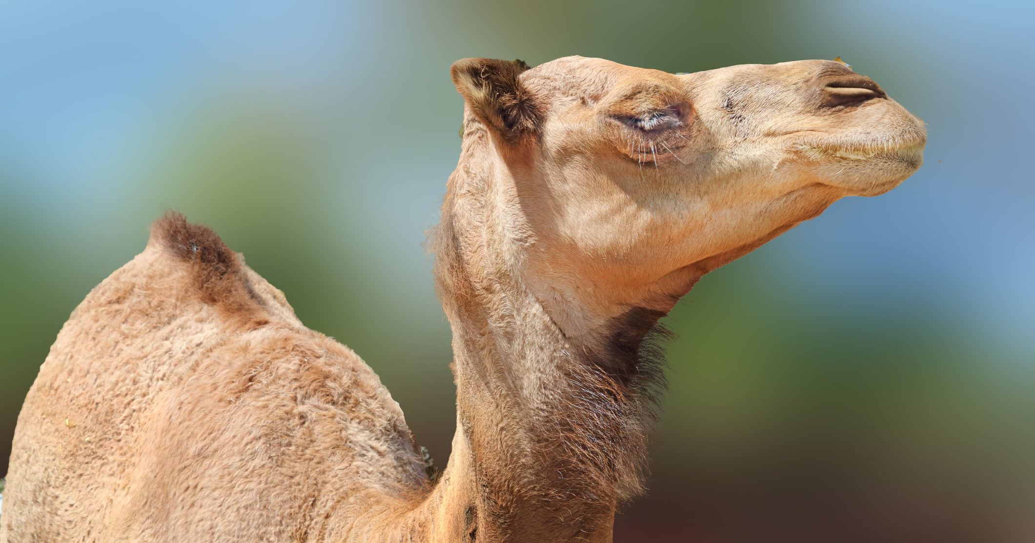أفلا ينظرون إلى الإبل كيف خلقت