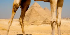 أرجل الجمل