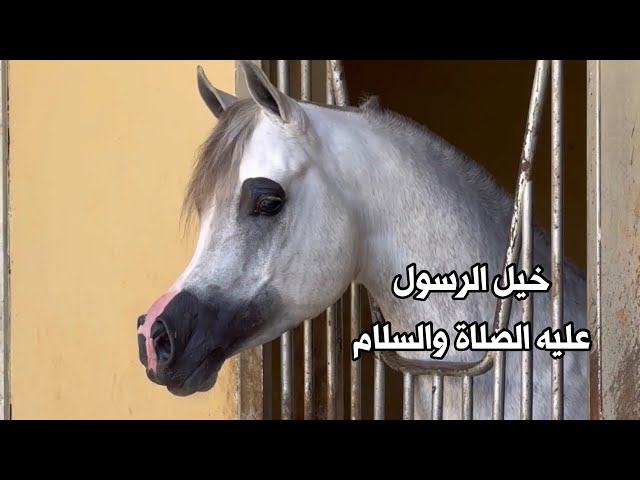 خيول النبي